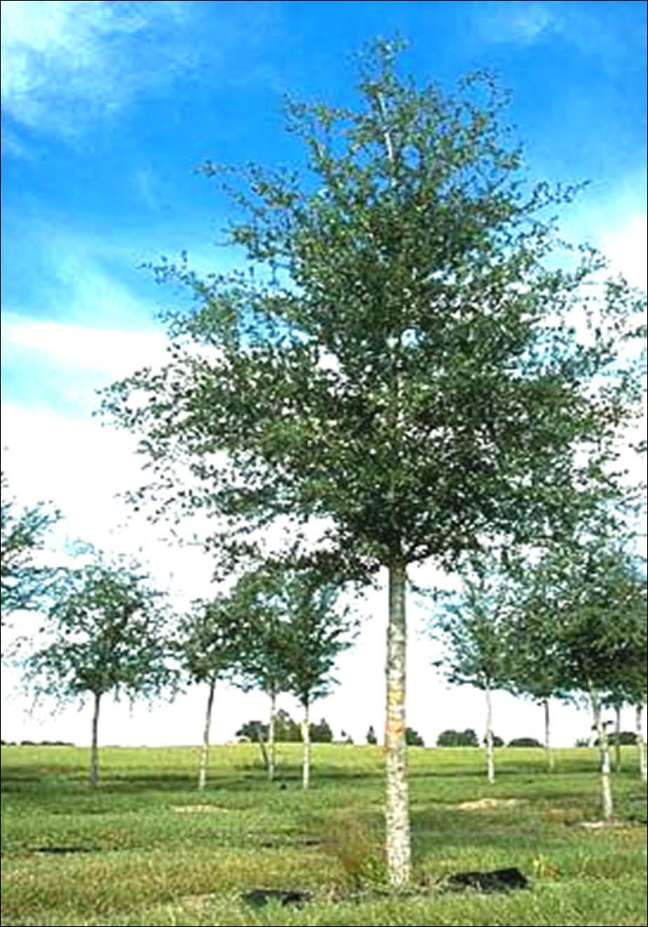 Example of a good quality tree One dominant trunk Branches spaced evenly Canopy full