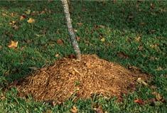 Improper mulching Never pile mulch in a volcano-like manner against the trunk.