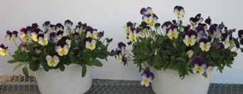 3. PGR RATES Compared with standard pansies, Cool Wave plants require a different PGR regime in the plug stage. This ensures that the spreading habit isn t delayed or stunted.
