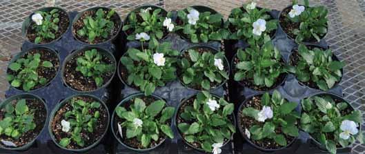 Spring Cool Wave Production SPRING PROPAGATION KEY TIPS 1.