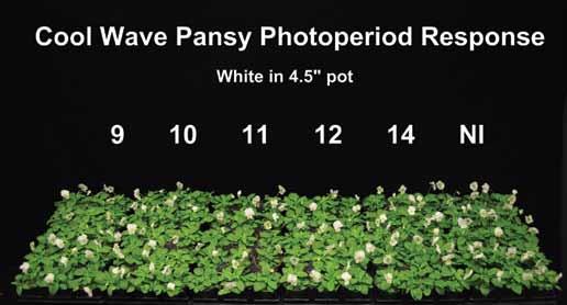 SPRING PROPAGATION KEY TIPS (continued) 3. START WITH LOWER PGR RATES Compared with standard pansies, Cool Wave plants require fewer PGRs in the plug stage.