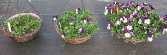Because Cool Wave pansies are vigorous and spreading, they require more fertilizer to maintain good flowering in the landscape and for consumers.