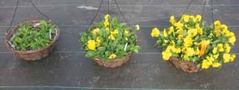 Plant Growth Regulators Since this is a spreading type pansy and mostly grown in larger containers such as hanging baskets, minimal to no plant growth regulators are needed.