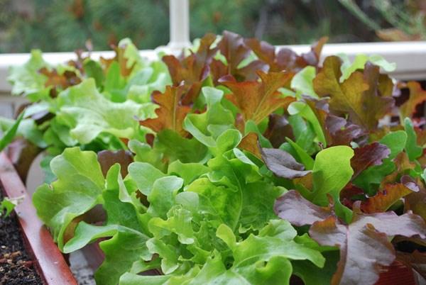 An extensive row-crop garden is one option, but winter vegetables can integrate into any situation. Even a few potted vegetables on the patio can give a good harvest.