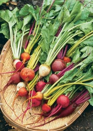 Here s a list of the common winter crops than can be grown here: beets, broccoli, carrots, collard greens, cauliflower, lettuce, radish, kale, leeks, cabbage, mustard greens, brussel sprouts,