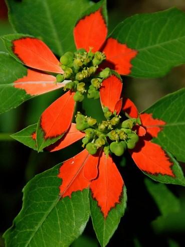 But the Tex poinsettia, botanical name Euphorbia cyathophora is an annual that will reseed itself in Tex and come back each year.