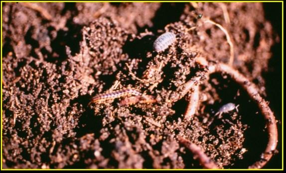 You can even find out what micronutrients you have in your soil if you suspect deficiency. It s important to note that more is not better when it comes to fertilizer for plants.