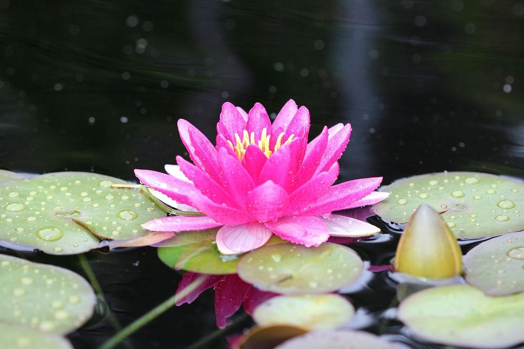 Water Lilies Waterwise Landscaping Water lilies are a beautiful plant, and water features like ponds are always nice to have in the landscape because they are relaxing and just add a lot of