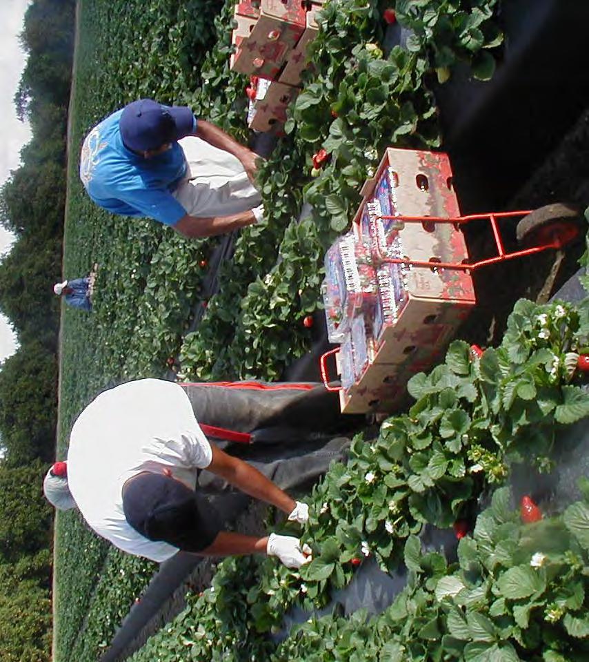 Many growers sell already picked berries, either to stores or direct to the public.