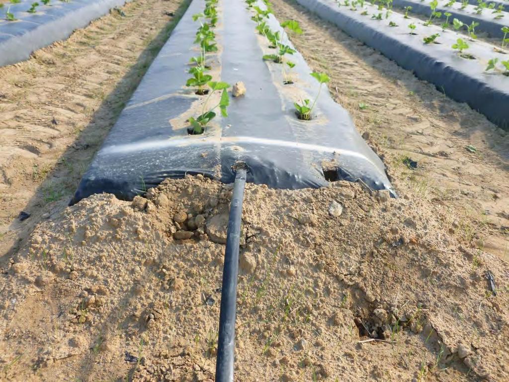 The machine lays down a strip of drip irrigation tape under the