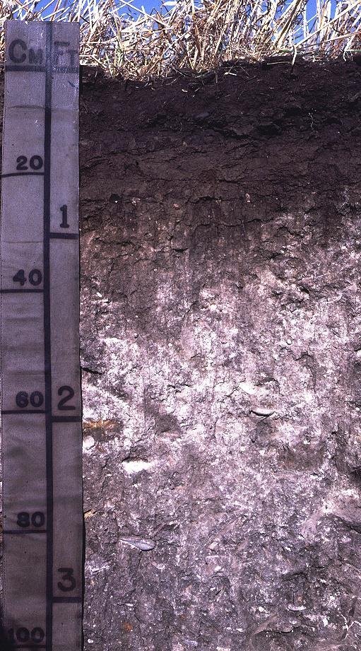 Why are MT soils high ph?