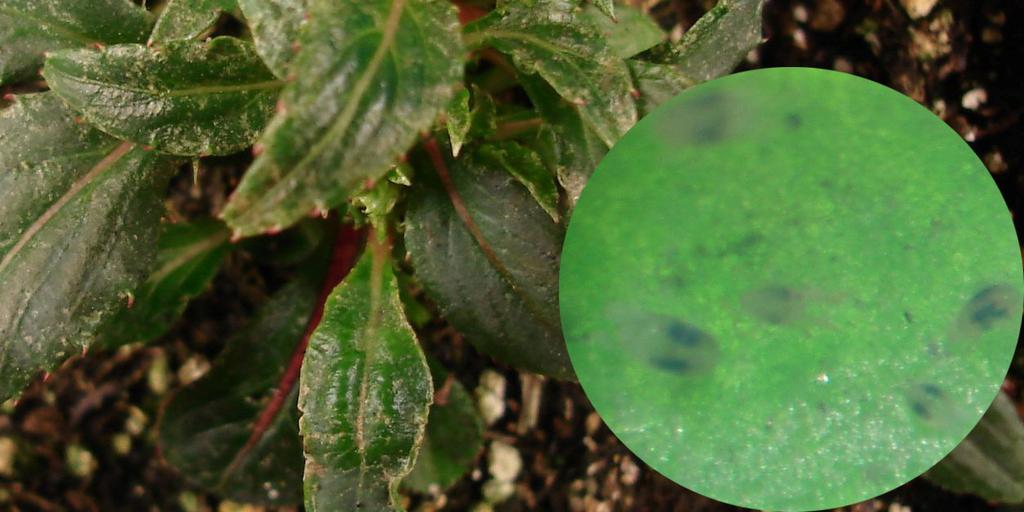 1 (link below) Thrips Damage on Melampodium scattered speckling (brown spots) where feeding damage occurred inspection with a hand-lens revealed adult thrips (narrow body, 1-2 mm length) damage