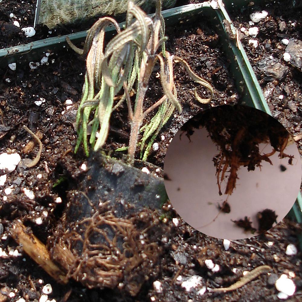 Pythium Root Rot on Rosemary dark brown to black roots that are soft disintegrate easily outer portion of roots easily sloughs away from the inner core (see inset photo) Cultural cool, wet, poorly