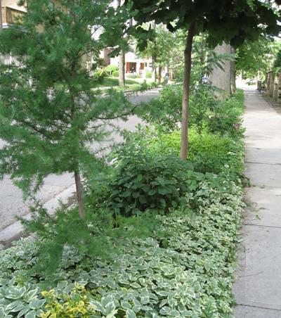 Use of landscaping to provide a buffer between the street and sidewalk Coordinate landscaping and planters which accommodate seating areas Trees and plant