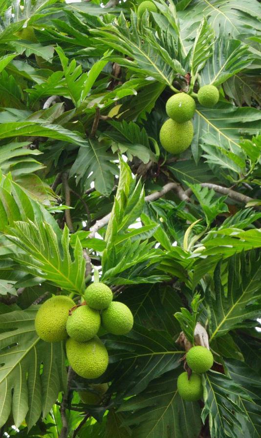 FRUITING Trees generally begin fruiting within 2 3 years from planting in a grove, and will reach optimal fruiting at the age of 5 6 years.