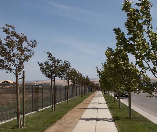 ... Open Space The landscape concept for the SP III open space corridor system consists of informal groupings of canopy trees located around the perimeter areas, the Community Park, the neighborhood