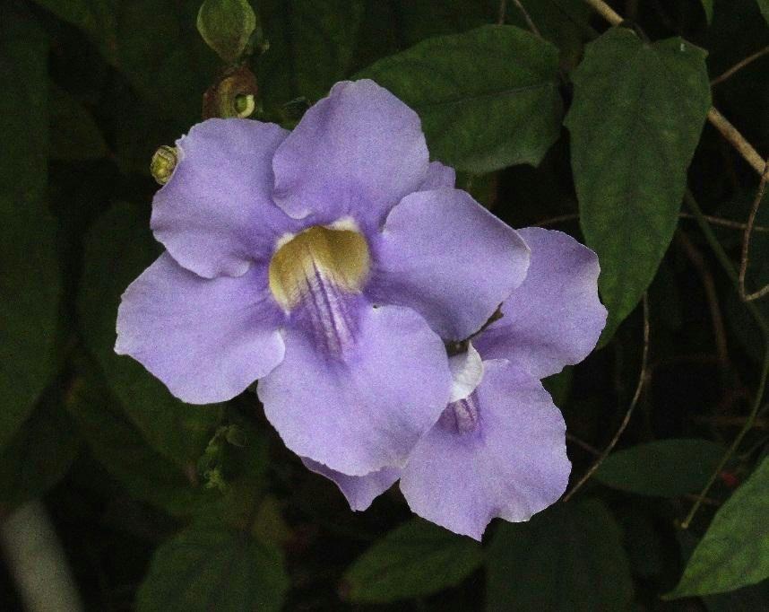 light purple flowers.