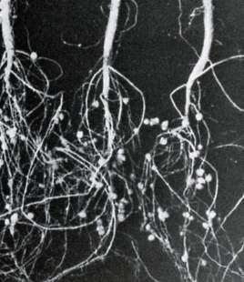 organisms (Biocontrol) - Trichoderma spp, Bacillus spp - Mychorrhizae - Glomus mossea - Zn,