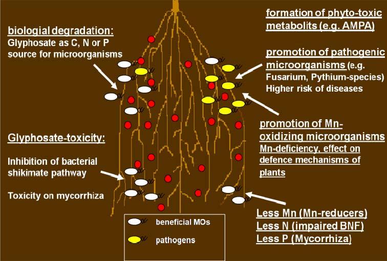 The Rhizosphere: An important place for