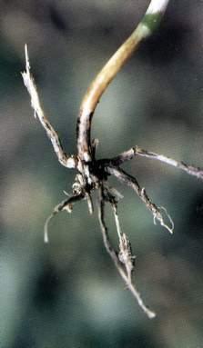 Root rot Thielaviopsis bassicola Crown rot Fusarium spp. Wilt (New) Fusarium oxysporum, F. avenaceum CVC Xylella fastidiosa Damping off Pythium spp. Bunchy top Manganese deficiency Wilt F.