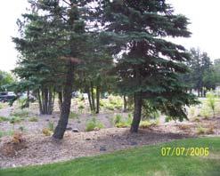 5 acre lot is directed into a settling basin, the sediment is allowed to settle before overflowing into the rain garden.