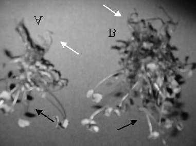 Mohan, R. Et al. are toxic, retardant and growth inhibitor agents (GEORGE, 1993). However, after days of cultivation, this was 15.3% in favor of the bagasse medium. Fig.