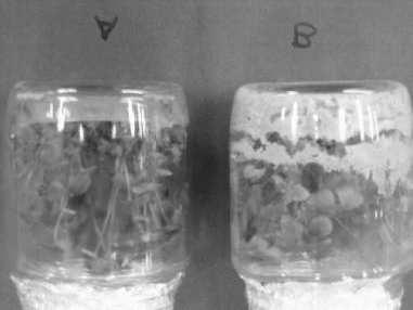 Alternative Invitro Propagation: Use of Sugarcane Bagasse 1 Figure 5 - height after days of cultivation: A - Agar; B - Sugarcane bagasse 1 1 numbers 1 8 6 numbers numbers Time (days) 6 Figure 6 -