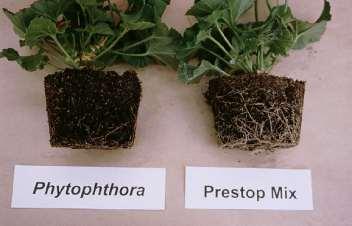 Examples of claimed activity Product Claimed Activity Trianum P. ultimum and P. aphanidermatum in tomato P. ultimum in lettuce P. ultimum in pelargonium Prestop P.