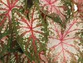 Artful Caladium OTHER TIPS Inspect tubers upon delivery. They should be rubbery and firm. If they feel spongy, they have been exposed to cold temperatures and should not be used.