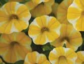 Superbells Calibrachoa NUTRITION ph: 5.5 5.8 EC: (2:1 extraction method).8 1.2 Constant feeding at 200ppm nitrogen with a fertilizer selected for grower s water quality and soil mix is recommended.
