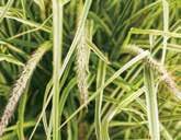 Warm Annual Grasses PEST and DISEASE MANAGEMENT Bird Cherry Oat aphids can be a problem on ornamental grasses. Scout also for Spider Mites, Japanese Beetles, Spittlebugs, Thrips and Whiteflies.