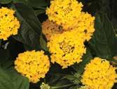 Lantana NUTRITION ph: 5.8 6.2 EC: (2:1 extraction method).8 1.2 Constant feeding at 200ppm 250ppm nitrogen with a fertilizer selected for grower s water quality and soil mix is recommended.