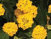 Lantana PEST and DISEASE MANAGEMENT There should be little instance of disease if basic cultural guidelines are followed.