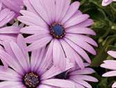 Soprano Osteospermum NUTRITION ph: 5.8 6.2 EC: (2:1 extraction method).6.9 Constant feeding at 150ppm 200ppm nitrogen with a fertilizer selected for grower s water quality and soil mix is recommended.