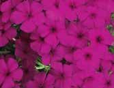 Intensia Phlox NUTRITION ph: 5.8 6.4 EC: (2:1 extraction method).8 1.2 Constant feeding at 200ppm 300ppm nitrogen with a fertilizer selected for grower s water quality and soil mix is recommended.