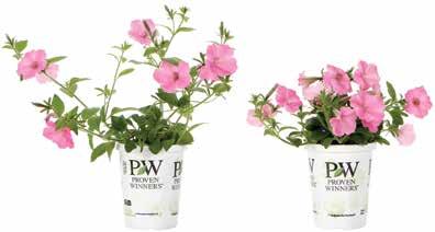 Supernova Liner Culture Guide 2016 Supernova liners have been treated to provide a blooming, salable plant in a 4" 6" container in four to six weeks.