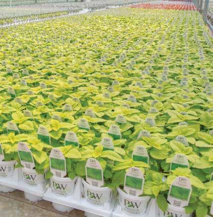 Warm Crops Benchrun Collection For Grande production in 4" 5" containers Criteria: A mix of colors and top-selling varieties.