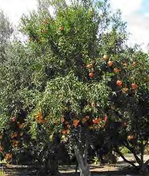 The pomegranate does best in welldrained ordinary soil also