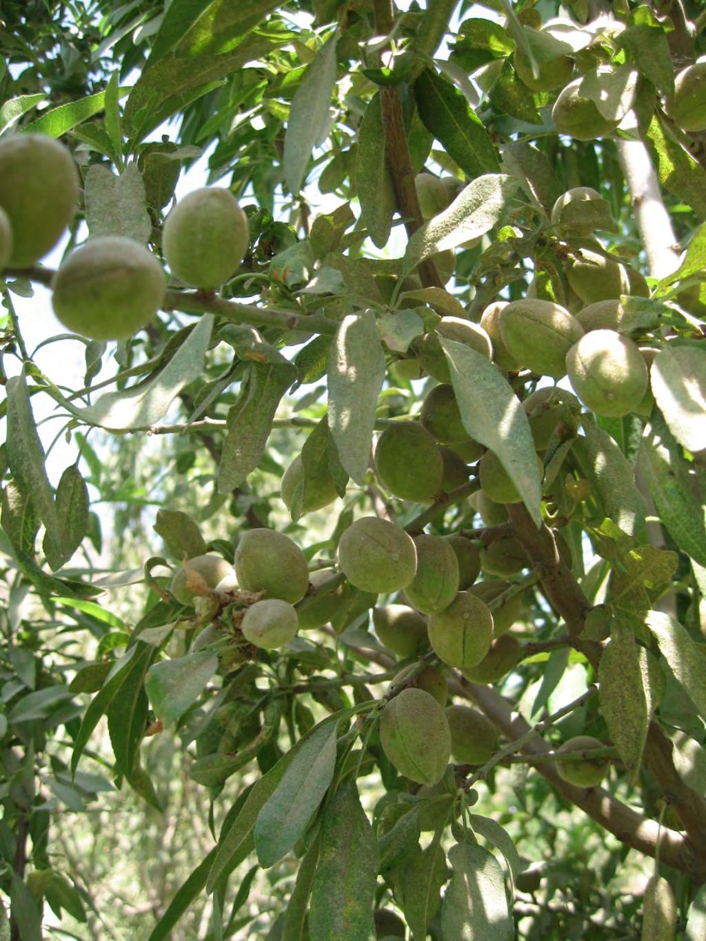 Different nut trees require different soils and grow best in elevated, welldrained areas.
