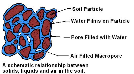 B. Pore space (50 percent of soil volume)