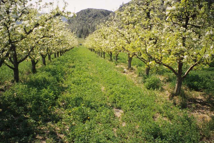 Tree Fruit Cover Crops: Case Histories Fye 1983: cover crops in pear Sampled 9