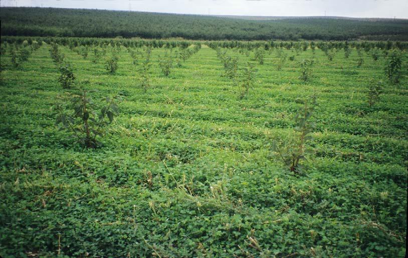 Tree Fruit Cover Crops: Case