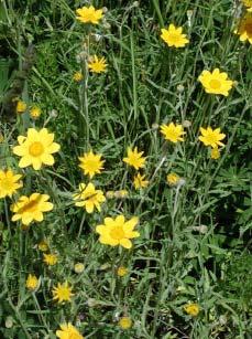 Oregon Sunshine (Wooly Sunflower) Eriophyllum lanatum A low-growing