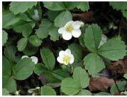 White flowers followed by edible, but bland, red berries. A vigorous groundcover for sun that is easy to grow. It spreads by short, hairy runners.