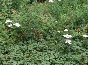 Yarrow ( Achillea millefolium) Flower close ups