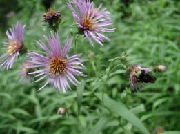 Douglas Aster Aster subspicatus The Douglas aster is an