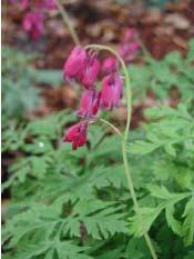 pathway liner Bleeding heart is an herbaceous perennial to 2.