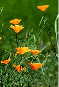 California Poppy Eschscholzia californica Annual plant that sometimes behaves as a