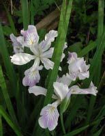 The Douglas iris is considered to be one of the best native