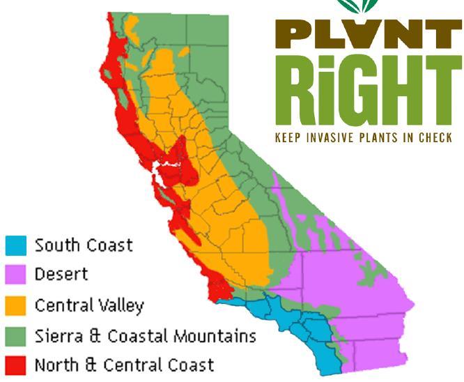 Invasive Horticultural Plants of California and Recommended Alternatives Nineteen plants have been identified as invasive by the steering committee for the PlantRight campaign.